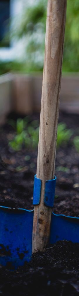 image de pelle plantee dans un potager avec plantes